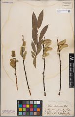Foto von Salix daphnoides Vill.